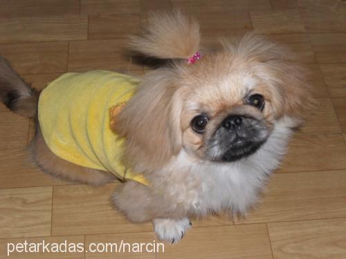 tarçın Dişi Pekingese