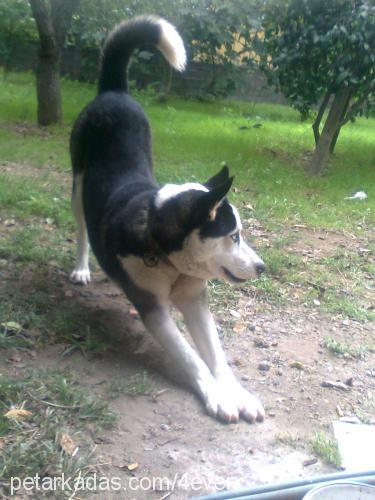 aresdayı Erkek Sibirya Kurdu (Husky)