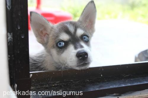 gümüş Erkek Sibirya Kurdu (Husky)