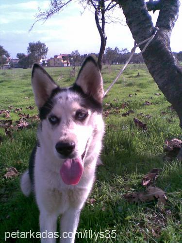 lisa Dişi Sibirya Kurdu (Husky)