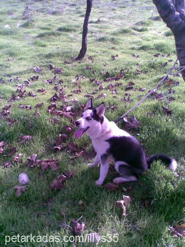 lisa Dişi Sibirya Kurdu (Husky)