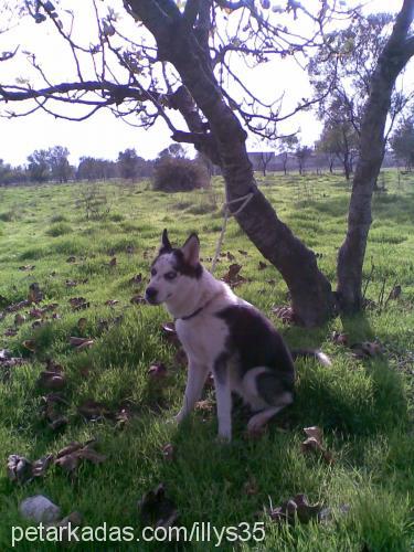 lisa Dişi Sibirya Kurdu (Husky)