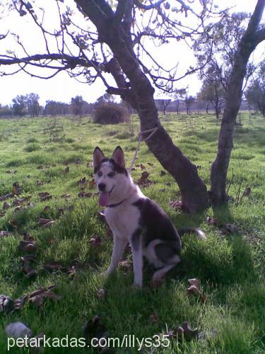 lisa Dişi Sibirya Kurdu (Husky)