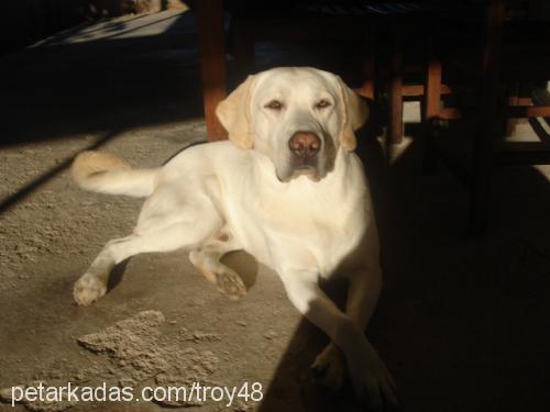 troy Erkek Labrador Retriever