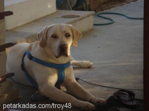 troy Erkek Labrador Retriever