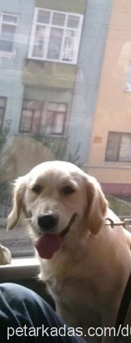 whisky Dişi Golden Retriever