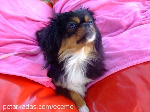 ece Dişi Tibetli Spaniel