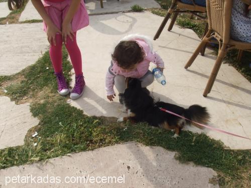 ece Dişi Tibetli Spaniel