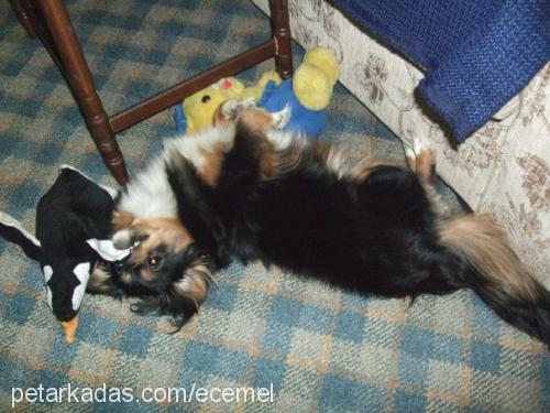 ece Dişi Tibetli Spaniel