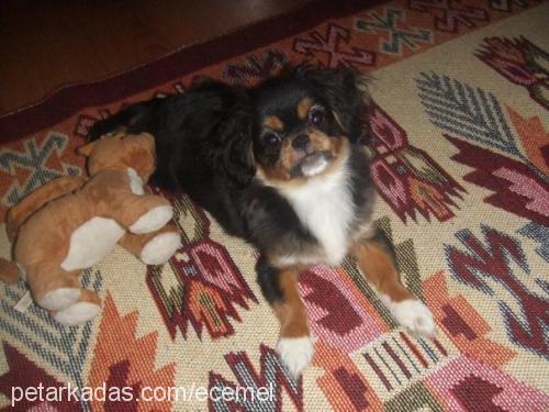 ece Dişi Tibetli Spaniel