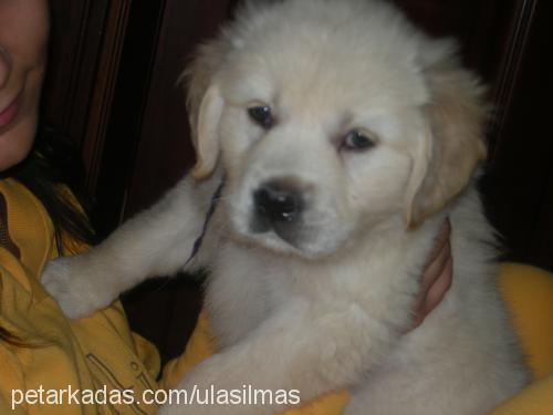 shila Dişi Golden Retriever