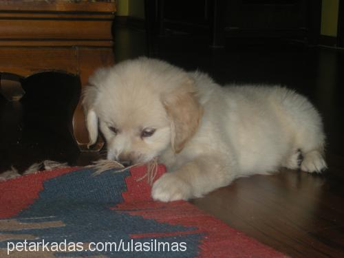 shila Dişi Golden Retriever