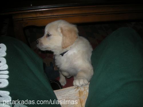 shila Dişi Golden Retriever