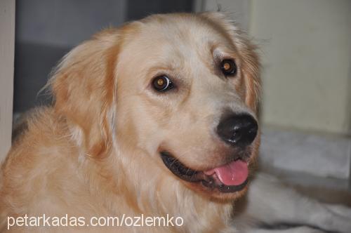 canki Erkek Golden Retriever