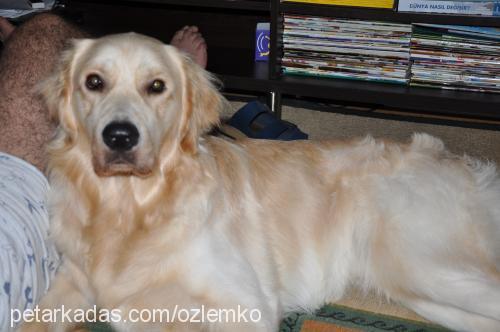 canki Erkek Golden Retriever