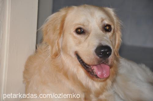 canki Erkek Golden Retriever