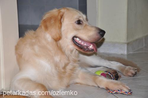 canki Erkek Golden Retriever