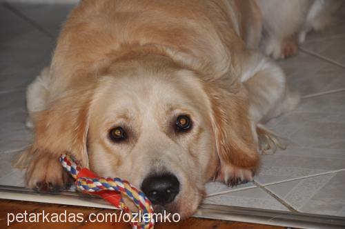 canki Erkek Golden Retriever