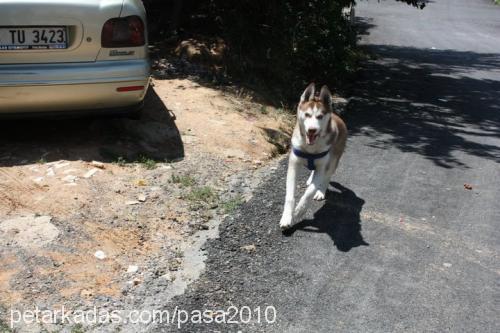 paşa Erkek Sibirya Kurdu (Husky)