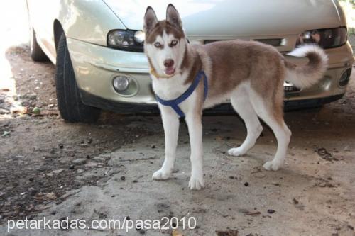 paşa Erkek Sibirya Kurdu (Husky)