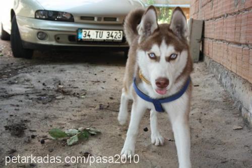 paşa Erkek Sibirya Kurdu (Husky)