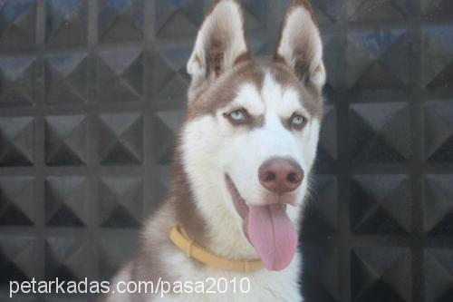 paşa Erkek Sibirya Kurdu (Husky)