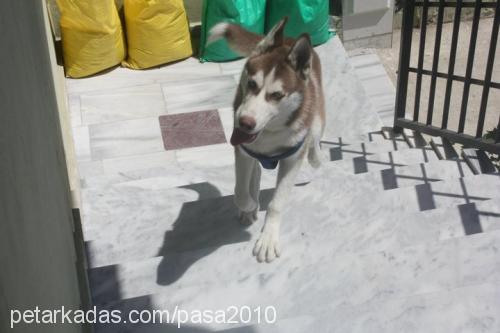 paşa Erkek Sibirya Kurdu (Husky)