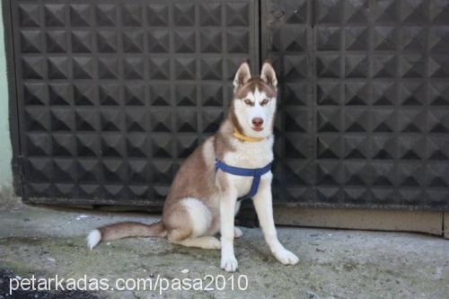 paşa Erkek Sibirya Kurdu (Husky)