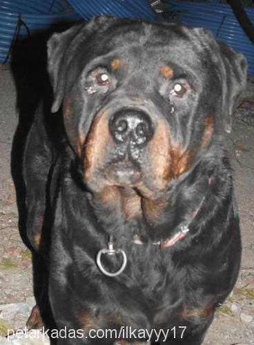 paşa Erkek Rottweiler