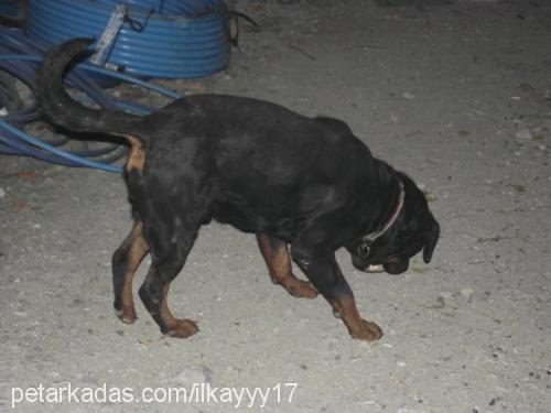 paşa Erkek Rottweiler