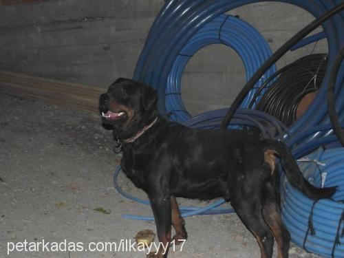 paşa Erkek Rottweiler