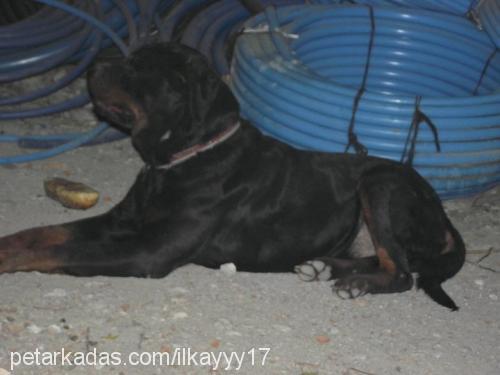 paşa Erkek Rottweiler