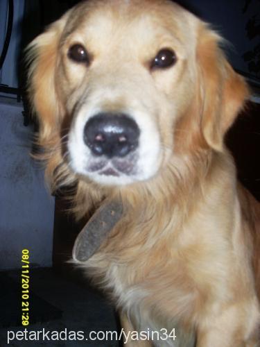 tarçın Erkek Golden Retriever