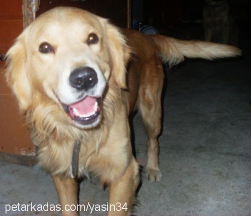 tarçın Erkek Golden Retriever