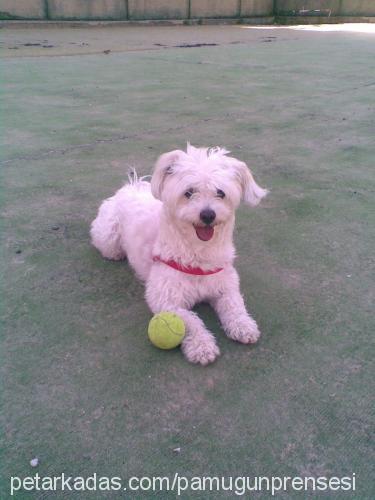 irma Dişi West Highland White Terrier