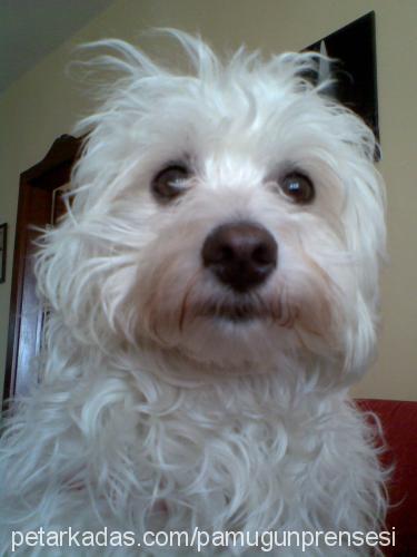 irma Dişi West Highland White Terrier