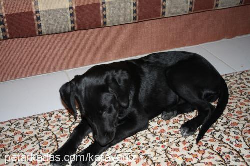 kömür Dişi Labrador Retriever