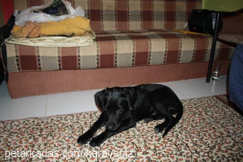 kömür Dişi Labrador Retriever