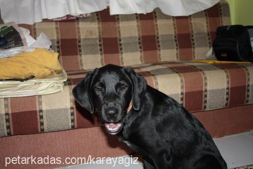 kömür Dişi Labrador Retriever