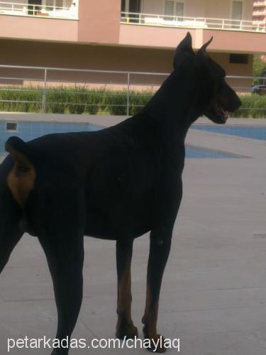 paşa Erkek Doberman Pinscher