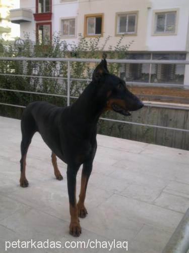 paşa Erkek Doberman Pinscher