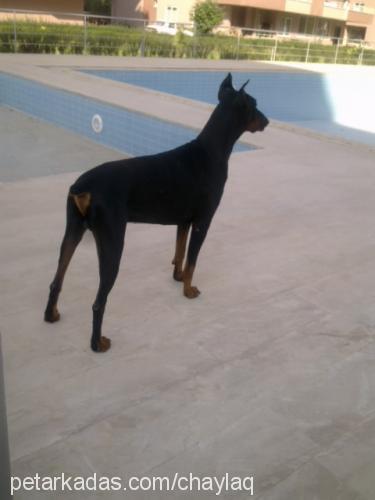 paşa Erkek Doberman Pinscher