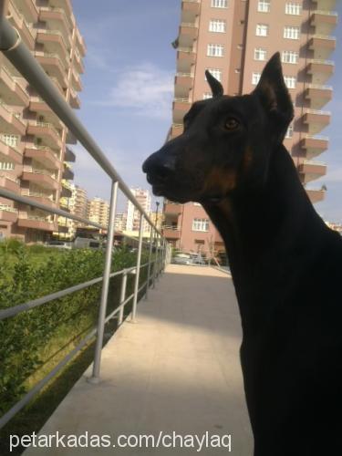 paşa Erkek Doberman Pinscher