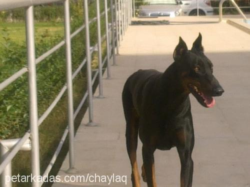 paşa Erkek Doberman Pinscher