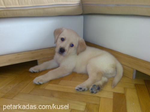 gurme Erkek Labrador Retriever