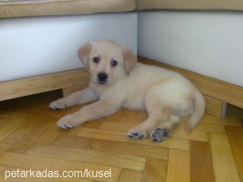 gurme Erkek Labrador Retriever