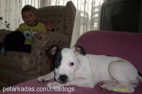 mİa Dişi Amerikan Staffordshire Terrier