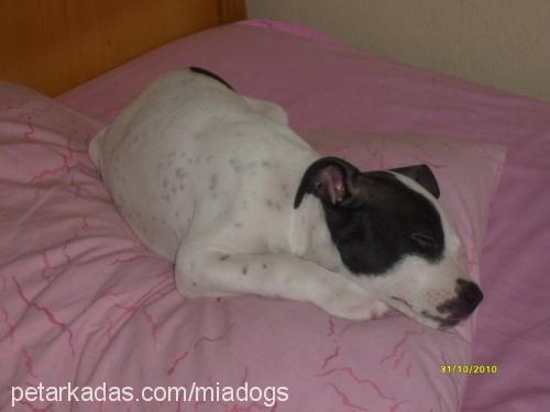 mİa Dişi Amerikan Staffordshire Terrier