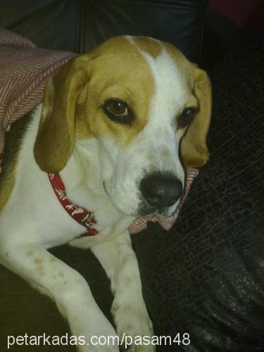 Şaşa Dişi Beagle