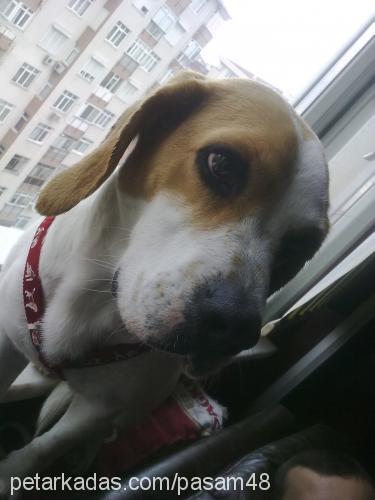 Şaşa Dişi Beagle